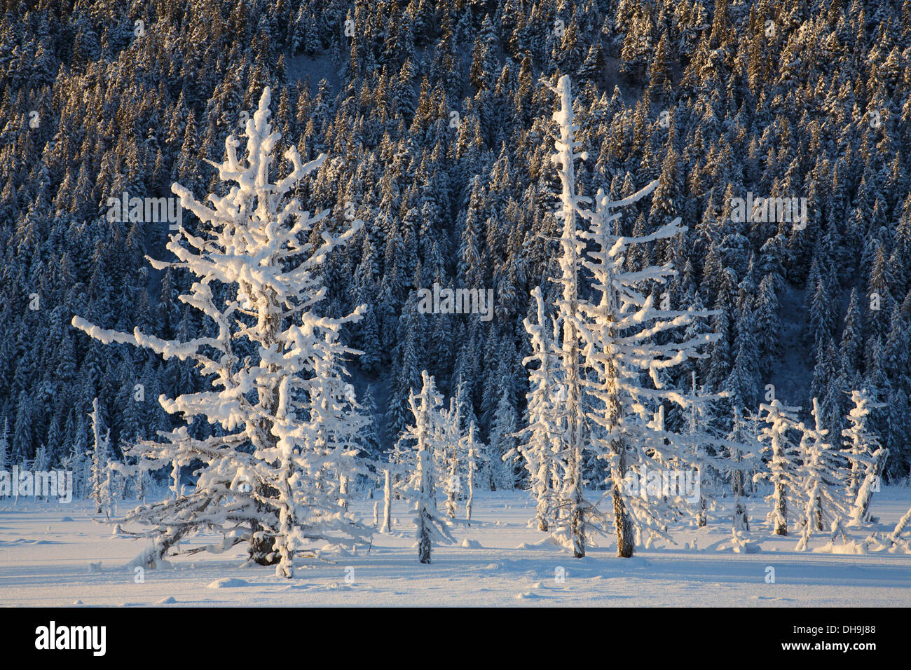 Winter in the Chugach National Forest, Alaska. Stock Photo