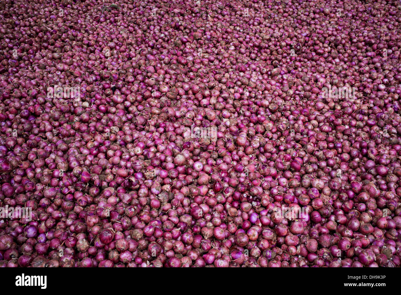 Harvested Red Onions. Andhra Pradesh. India Stock Photo Alamy