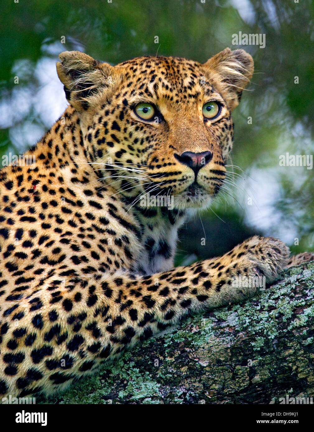 Leopa hi-res stock photography and images - Alamy