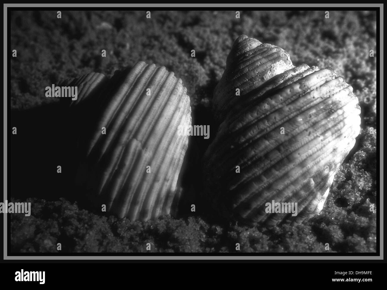 Sea shells in black & white Stock Photo