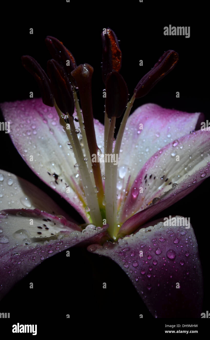 Single collection of flowers in a studio enviroment Stock Photo