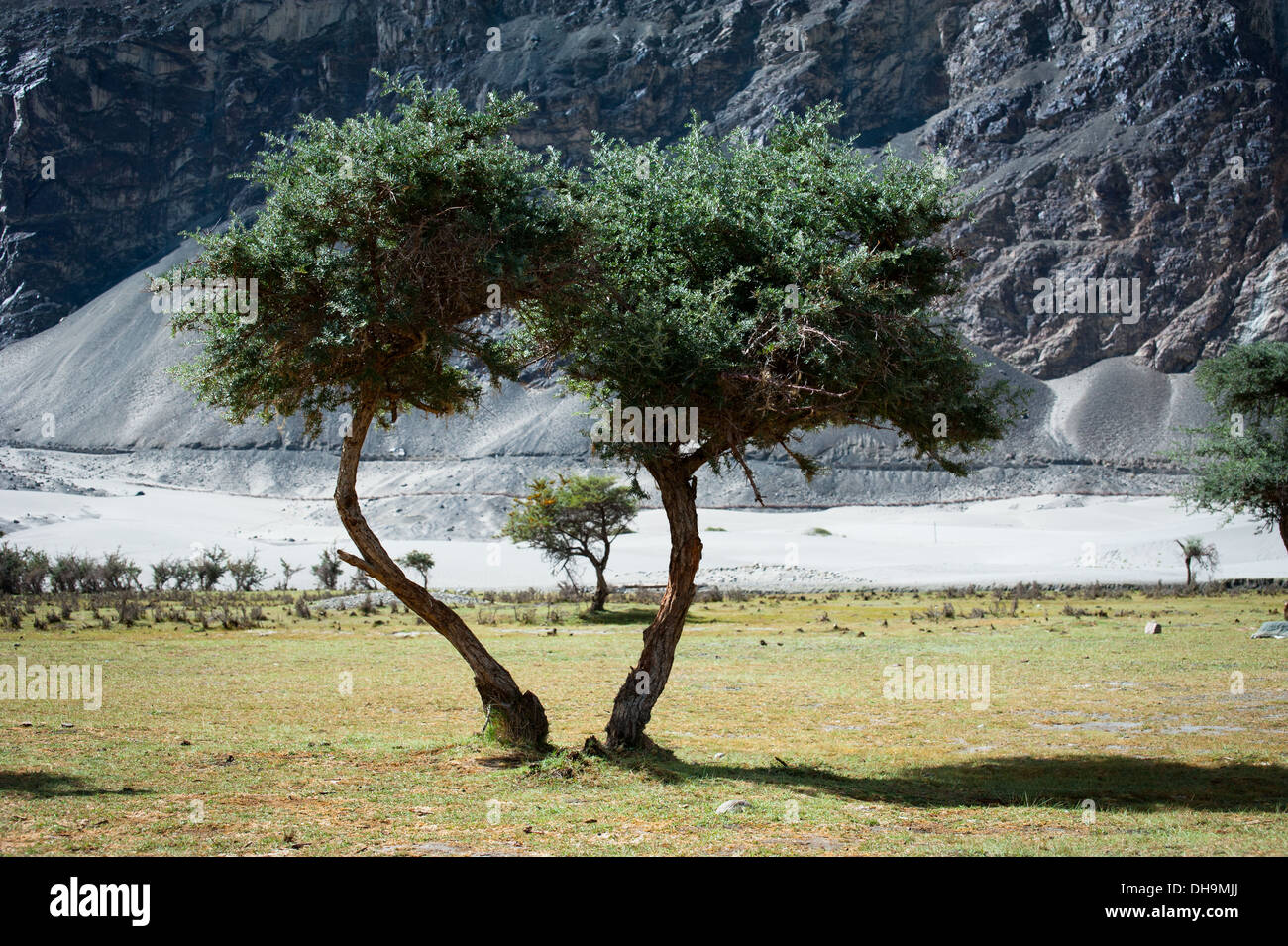 Sunny day view with trees at Nubra Valley. Himalaya mountains landscape. India, Ladakh, altitude 3100 m Stock Photo