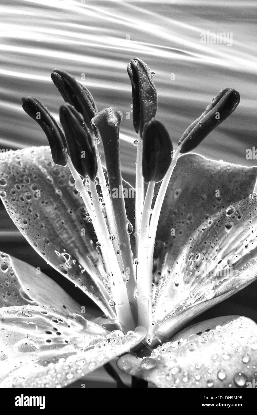 Single collection of flowers in a studio enviroment Stock Photo