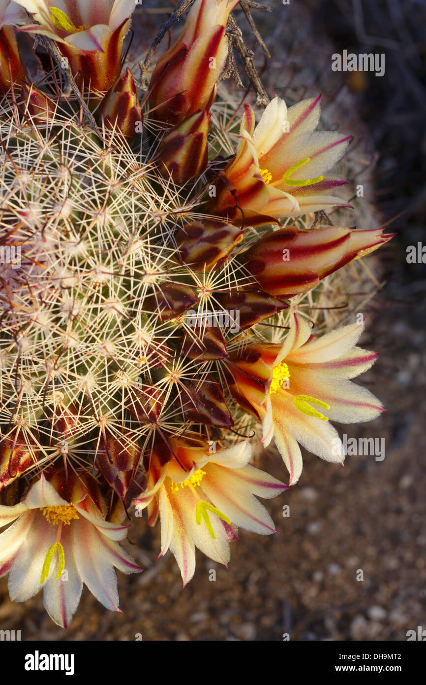 Fishhook cactus hi-res stock photography and images - Alamy