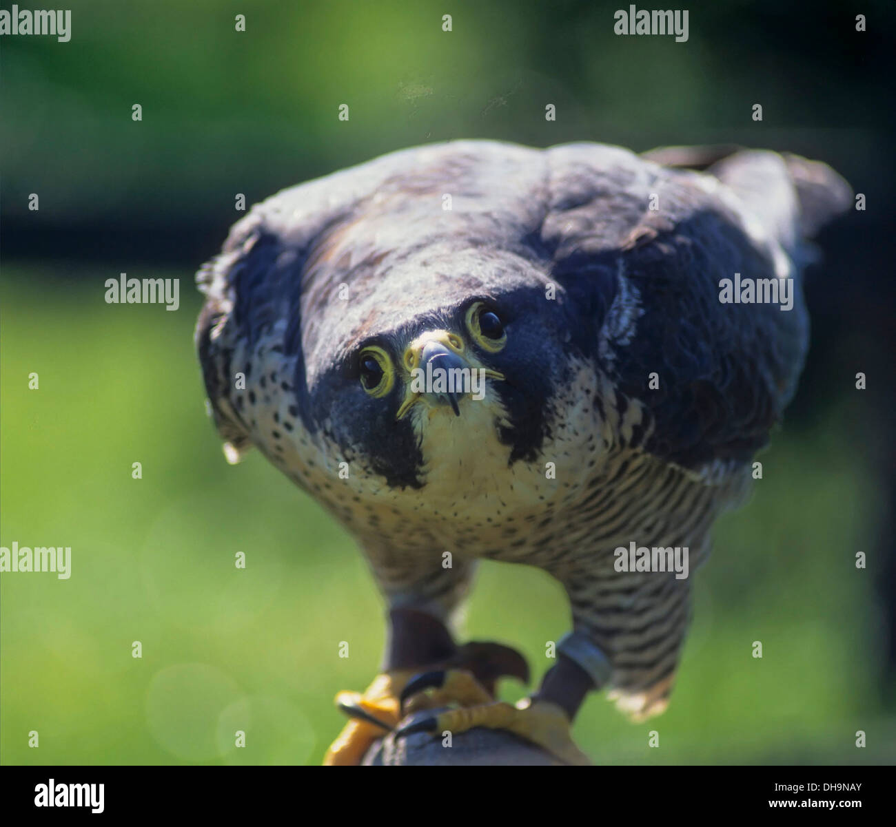 Peregrine Falcon (Falco peregrinus), Wanderfalke (Falco peregrinus) Stock Photo