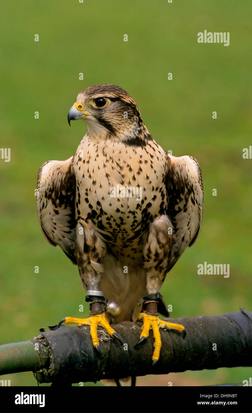 American Kestrel (Falco sparverius), American Kestrel, Buntfalke (Falco sparverius), Amerikanischer Turmfalke Stock Photo