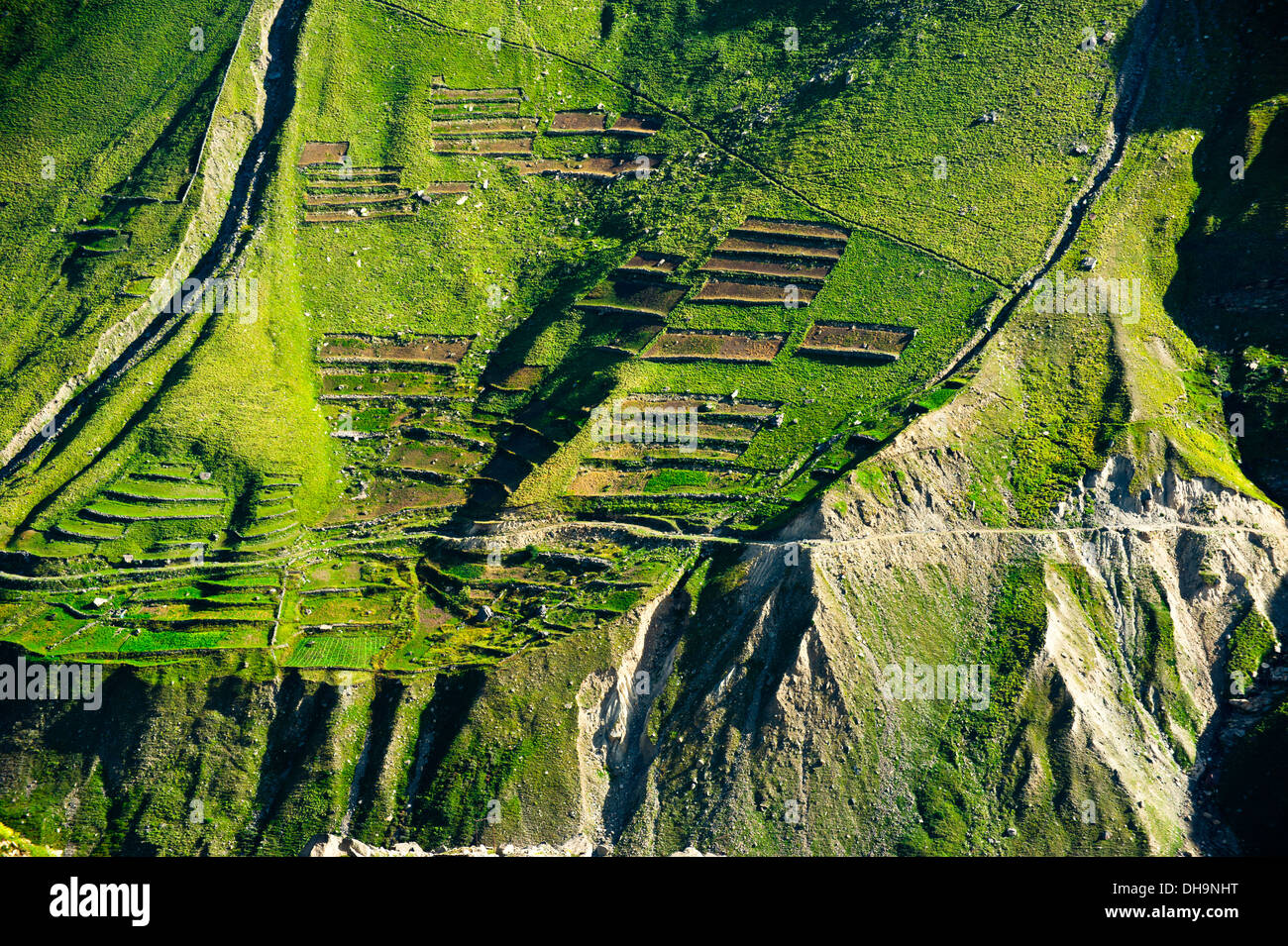 Green terrace texture of Himalaya high mountain landscape. India Stock Photo