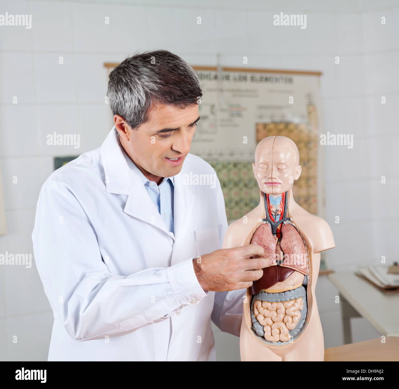 Teacher Analyzing Anatomical Model In Lab Stock Photo