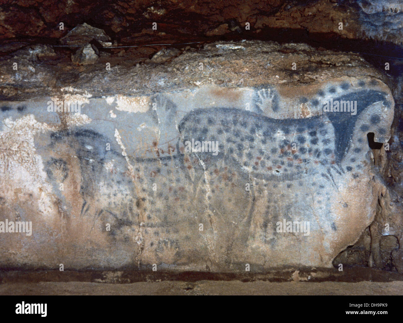 Prehistory. Paleolithic. France. Cabrerets. Pech Merle cave. The dotted horse. Stock Photo
