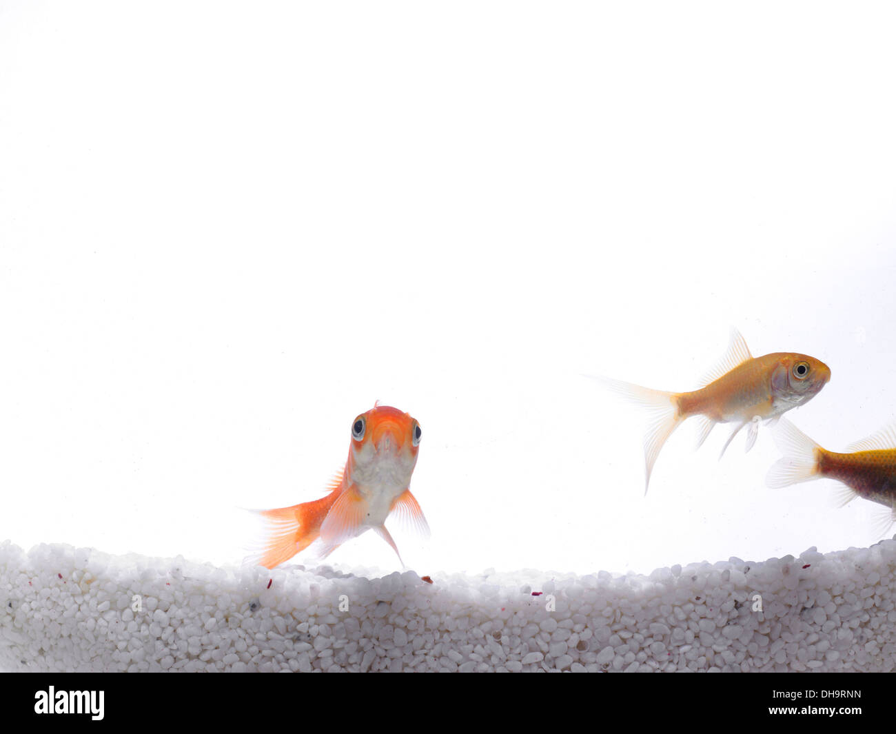 Three gold fishes swimming in the water Stock Photo