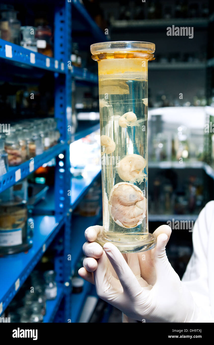 Chick in formaldehyde Stock Photo