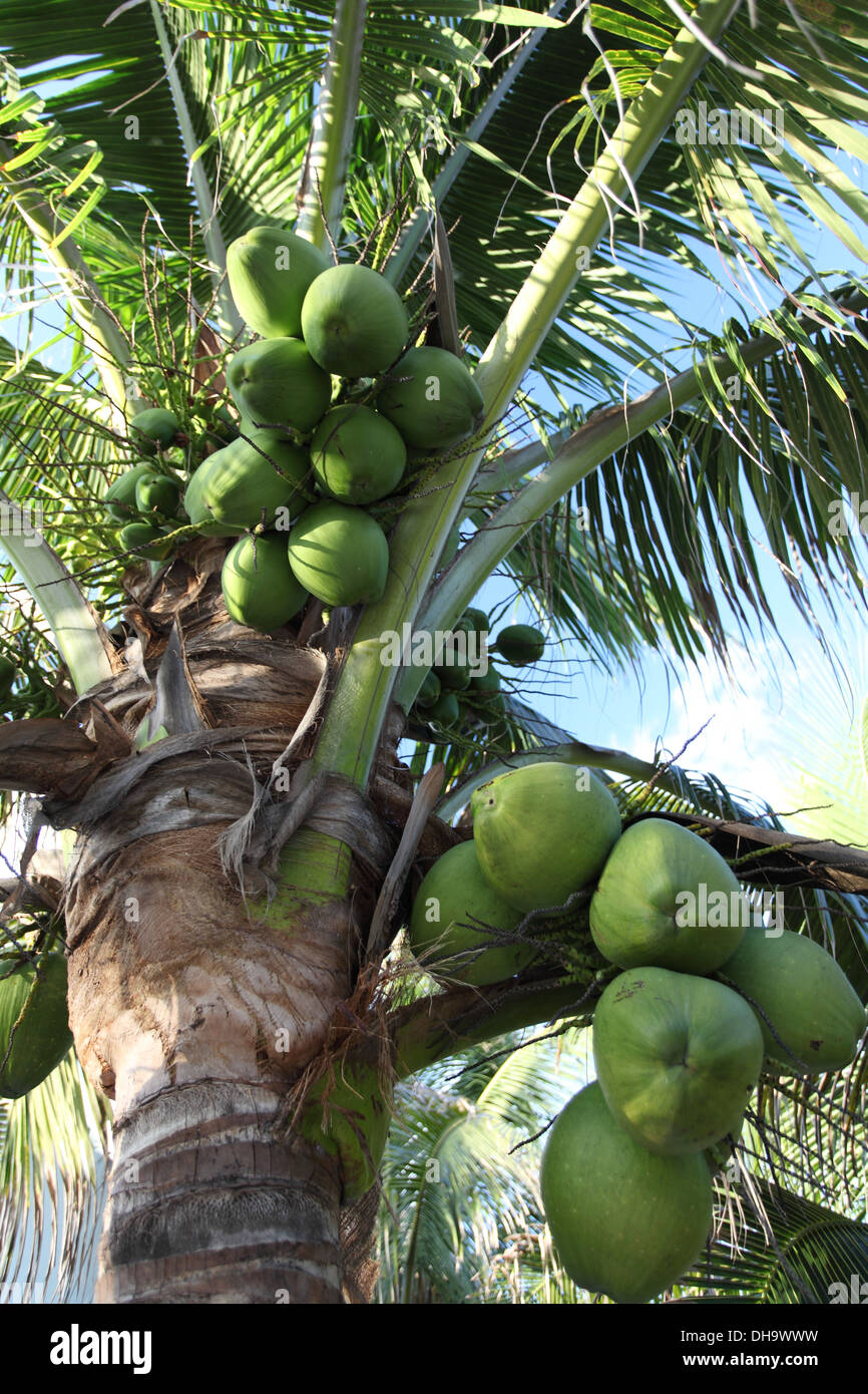 Close up of coconuts on a coconut tree, Yucatan Peninsula, Mexico Stock Photo Alamy