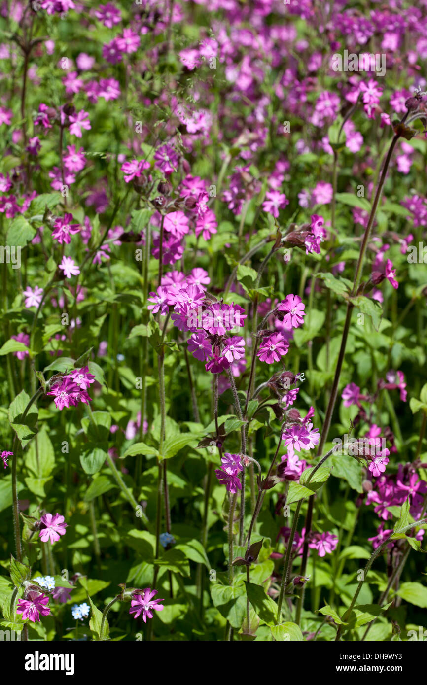 Silene dioica - red campion Stock Photo