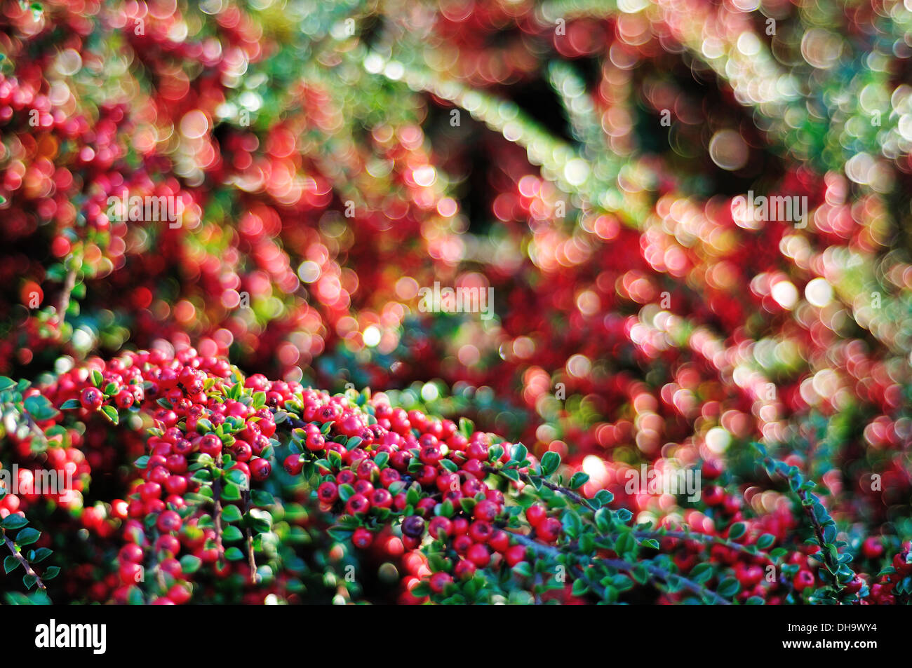 Cotoneaster bush with abundant red berries Stock Photo