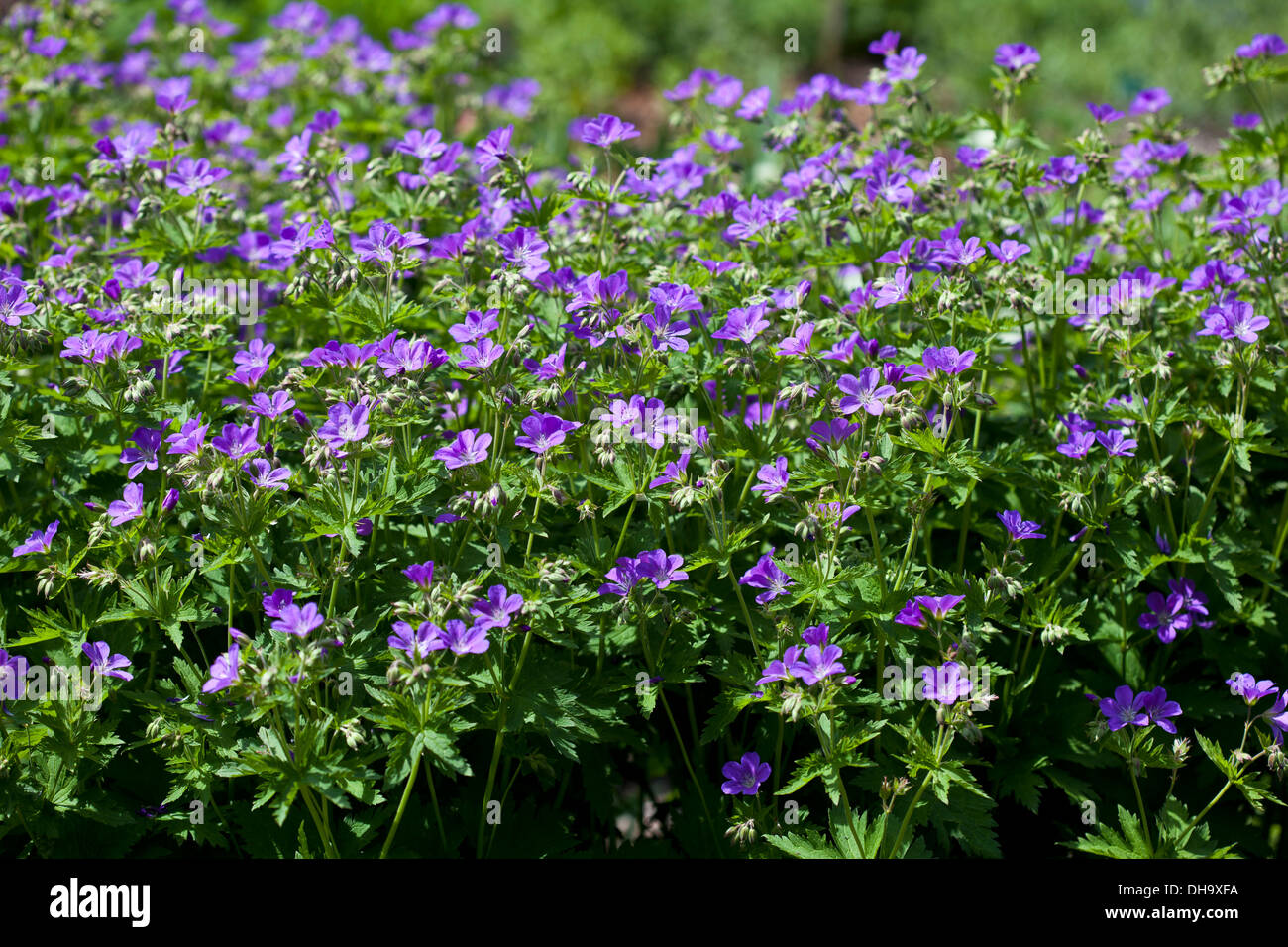 Geranium sylvaticum 'Mayflower' Stock Photo