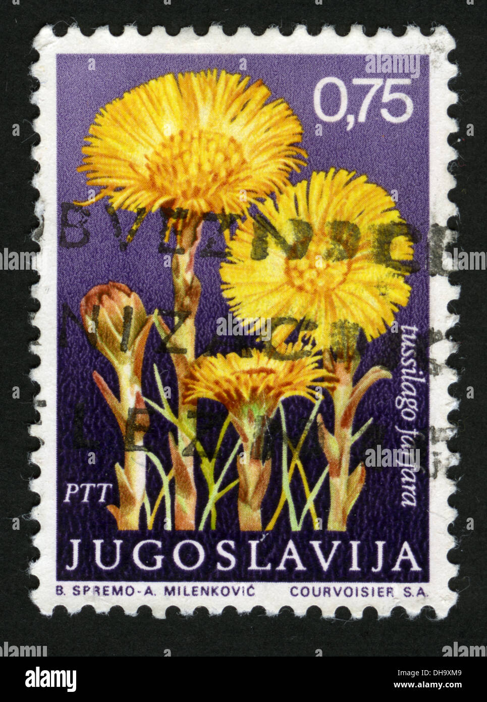 Yugoslavia,post mark,stamp,flowers, plants, flora,flower,Tussilago farfara Stock Photo