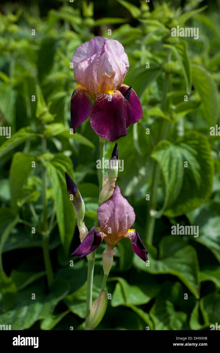 Salonique hi-res stock photography and images - Alamy