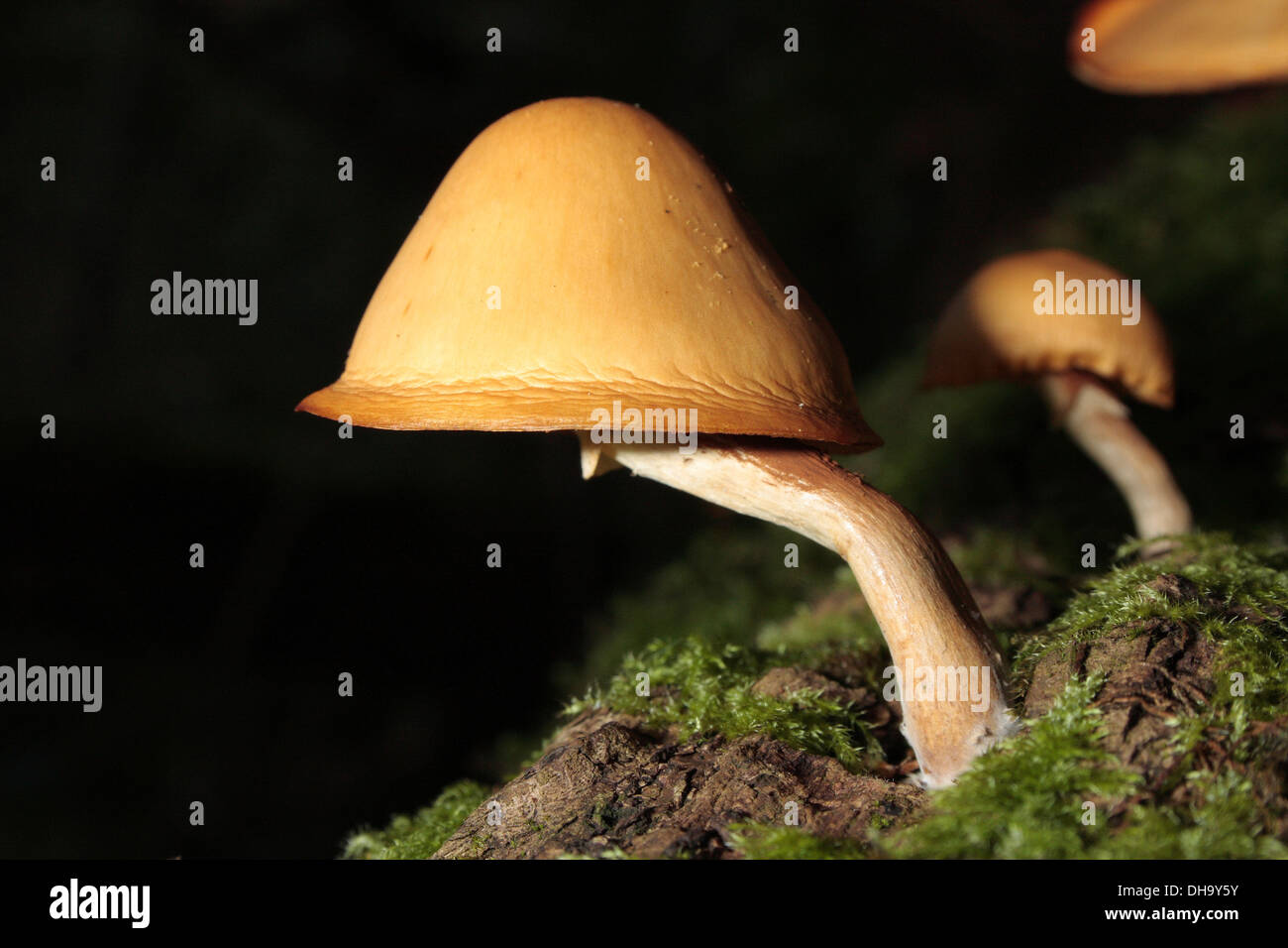 Funeral Bell Fungus Stock Photo Alamy
