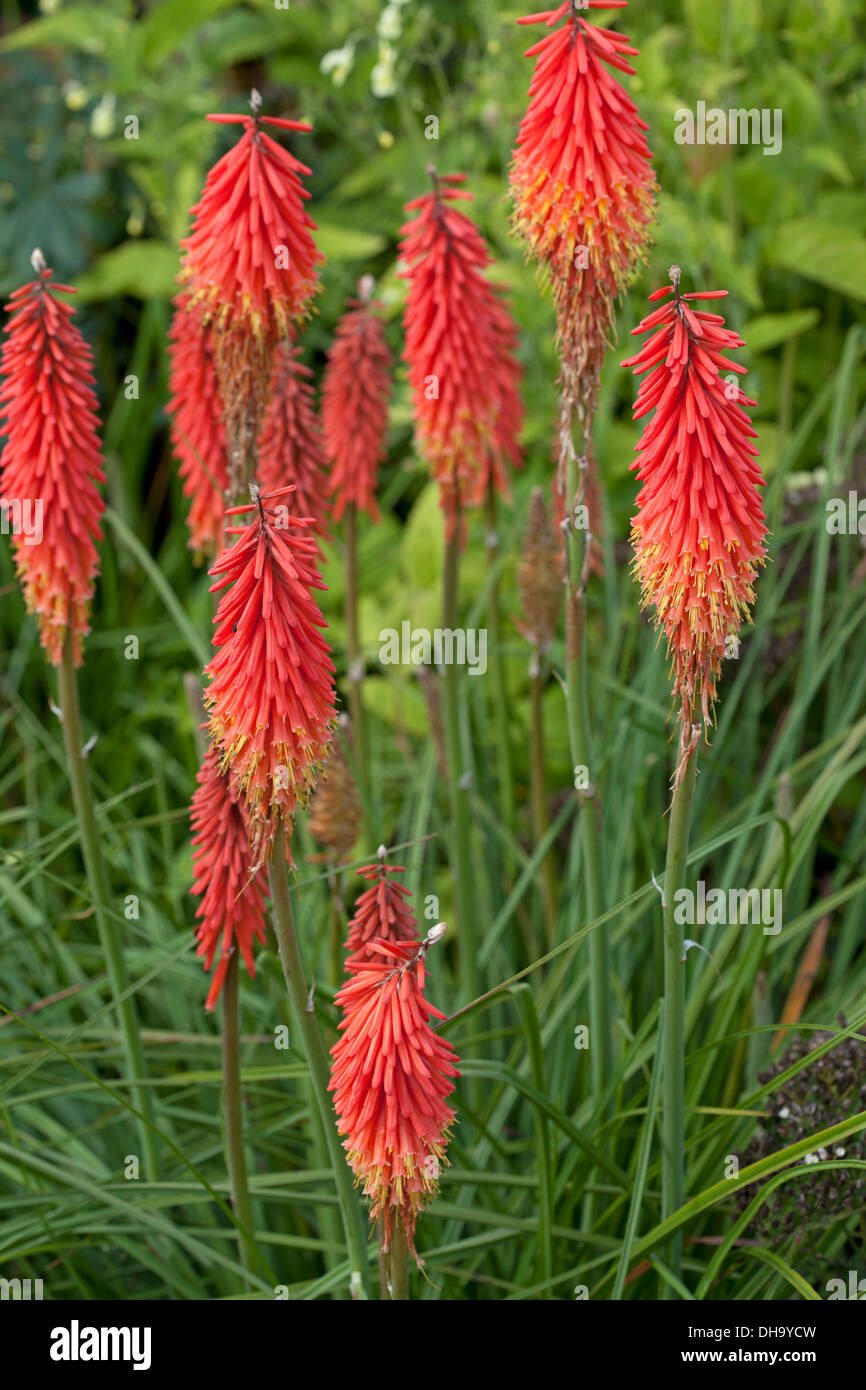 Kniphofia 'John Benary' Stock Photo - Alamy