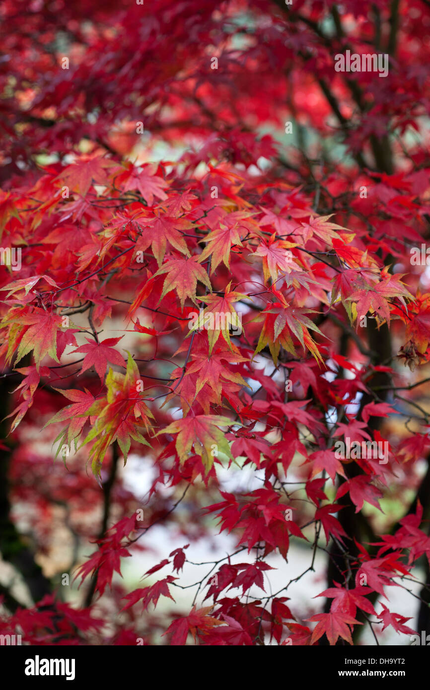Acer palmatum in October Stock Photo