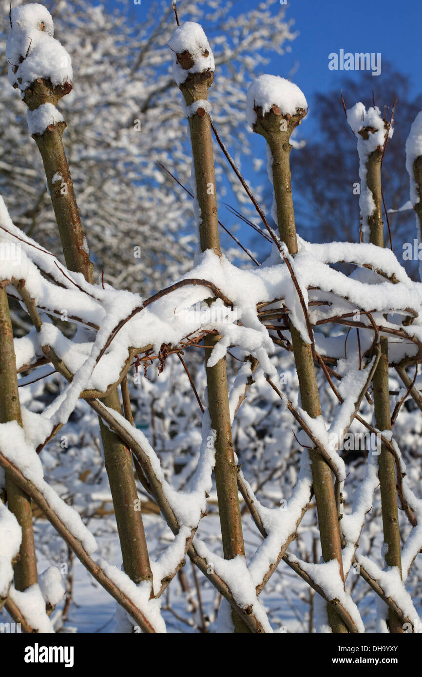 Living willow trellis in winter Stock Photo