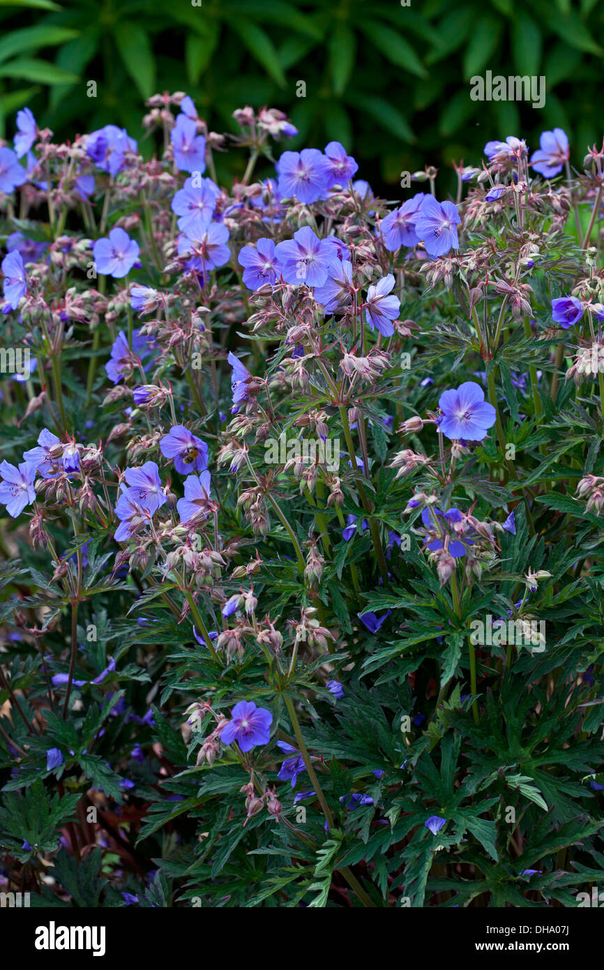 Geranium pratense 'Purple Haze Stock Photo