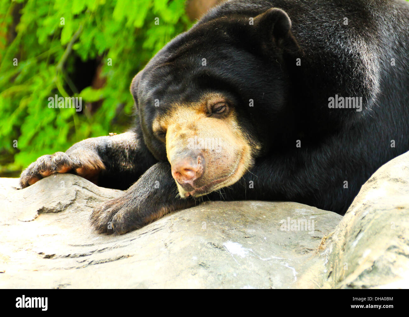 Malayan Sun Bear sleeping. Stock Photo