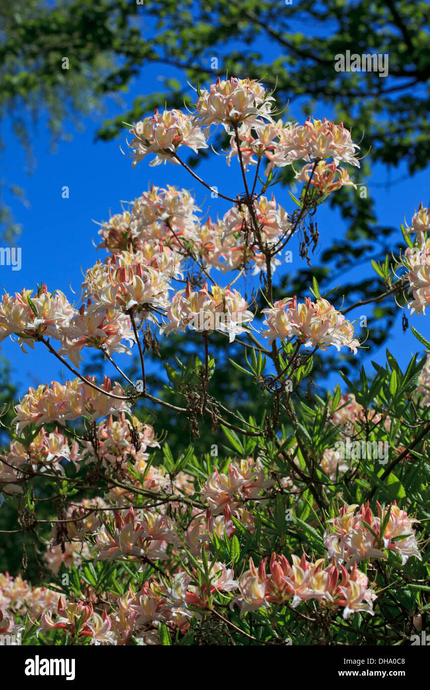 Rhododendron occidentale superbum - The Western Azalea Stock Photo