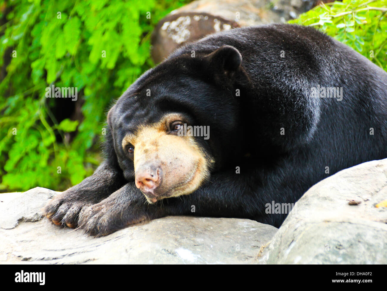 Malayan Sun Bear sleeping. Stock Photo