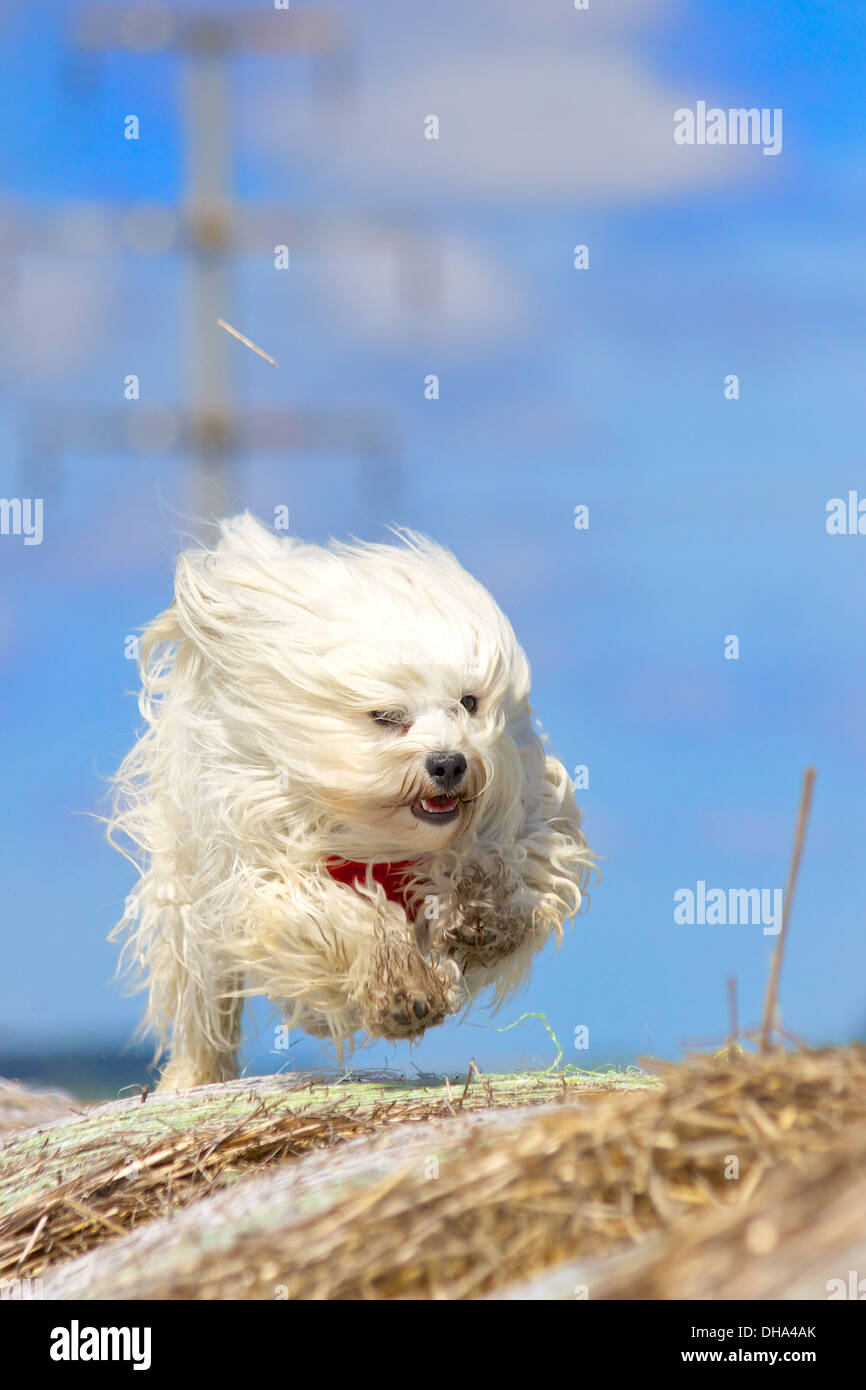 Patriotisk Bror Produktivitet Dog runs extremely fast on straw bales against a blue sky. The dog has long  white hair and wearing a red scarf. The Havanese is Stock Photo - Alamy