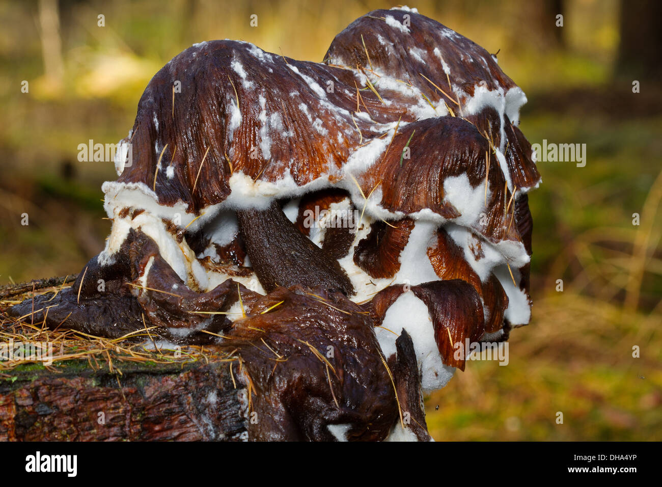 Moldy, slimy mushrooms on a tree trunk Stock Photo