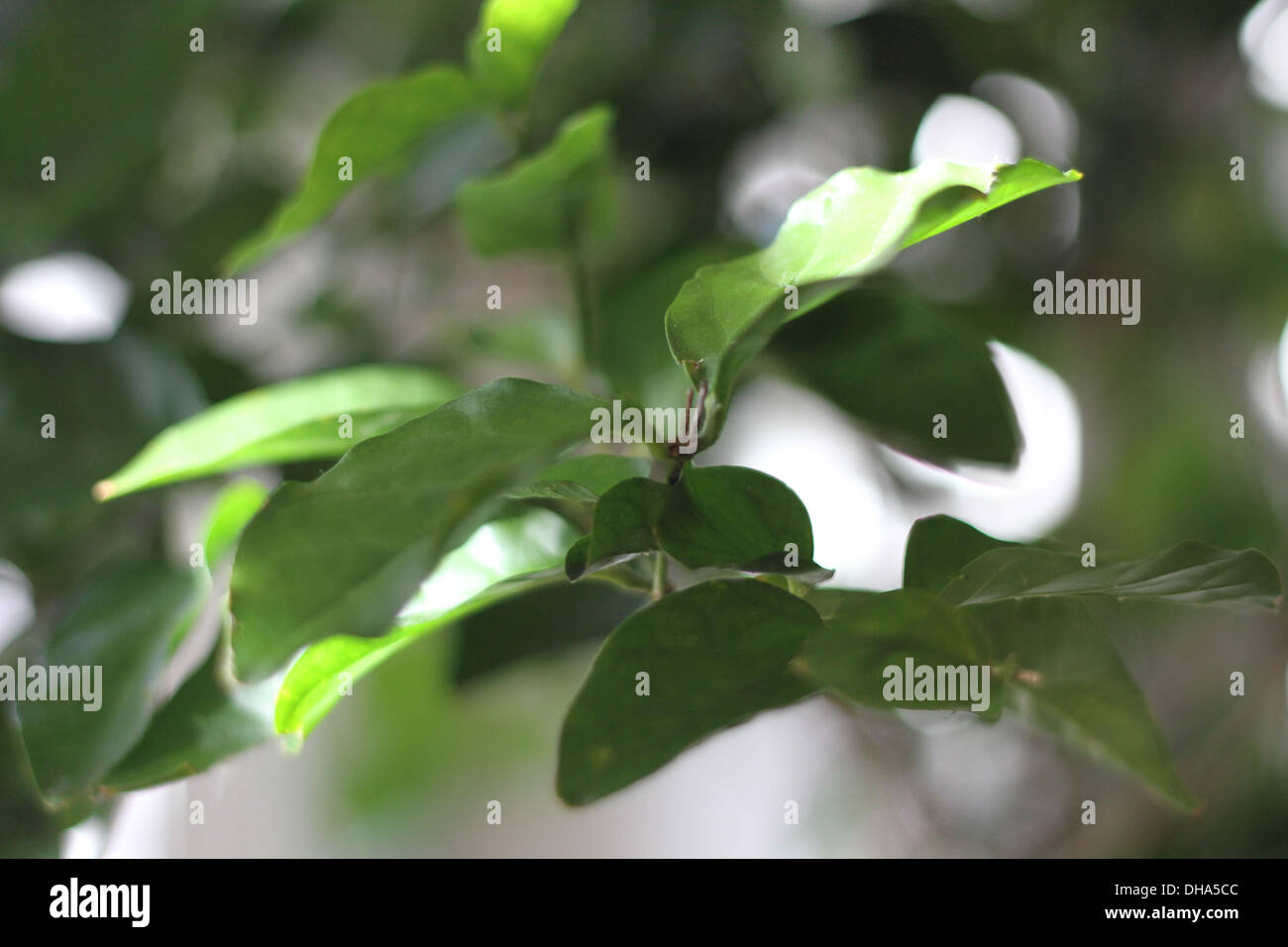 Jasmine is a genus of shrubs and vines in the olive family Stock Photo