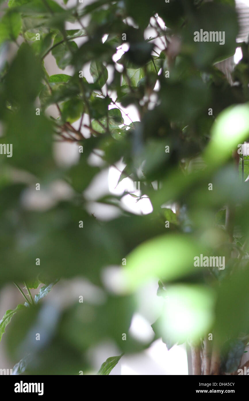 Jasmine is a genus of shrubs and vines in the olive family Stock Photo