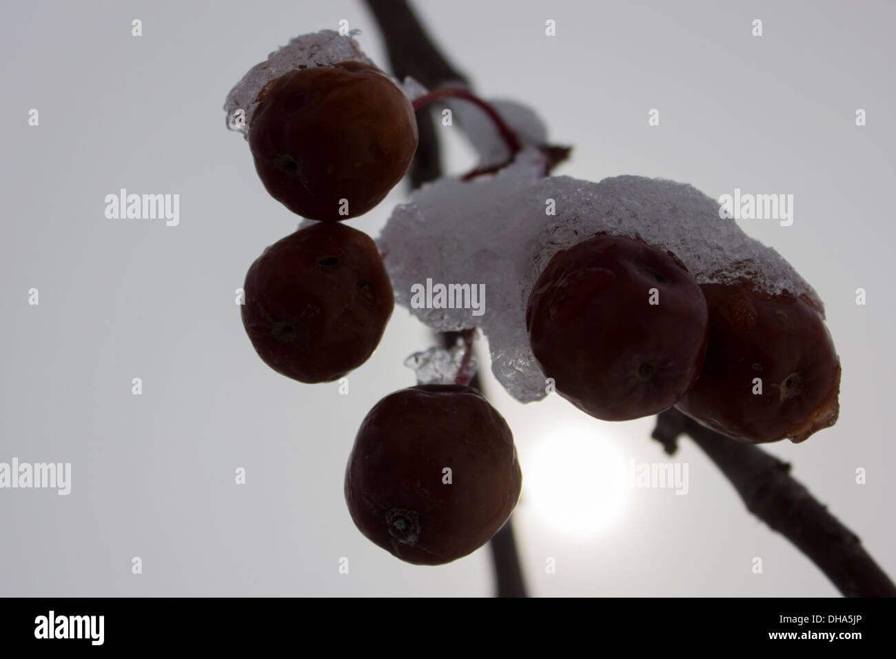 Snow Covered Ice Crusted Crabapple Silhouette on Twig with Sun Shining Stock Photo