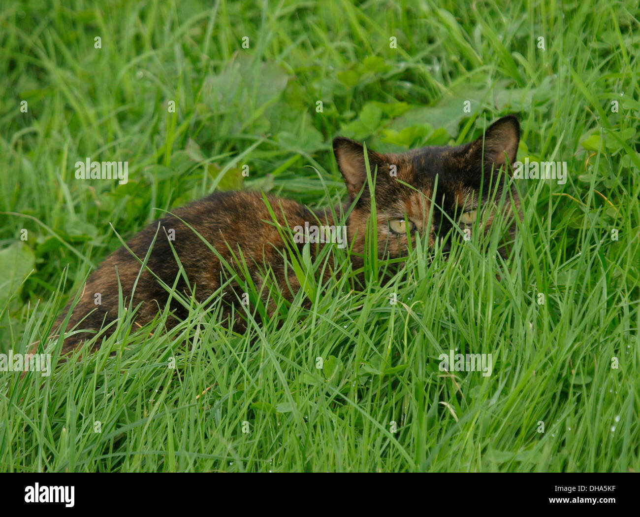 Cat hiding in grass hi-res stock photography and images - Alamy