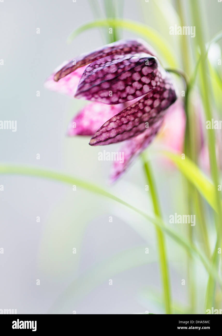 Snake's head fritillary, Fritillaria meleagris. A single flower close up showing detail of checkerboard pattern. Stock Photo