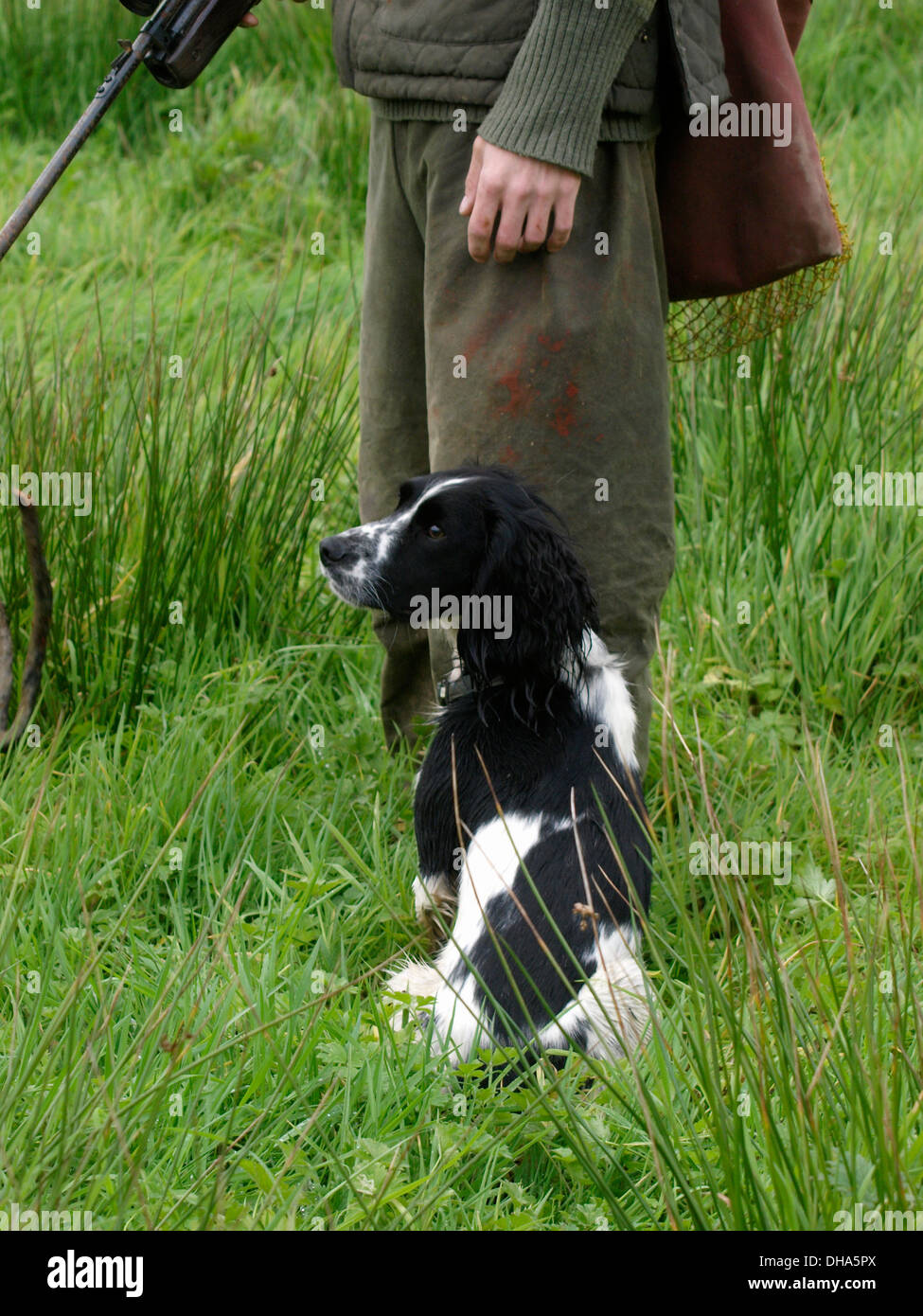 Working Cocker Spaniel gun dog, UK Stock Photo