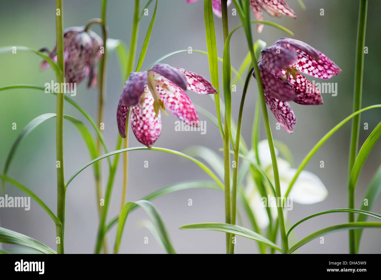 Snake's head fritillary, Fritillaria meleagris. Side on view of several flowers close up showing detail of checkerboard pattern. Stock Photo