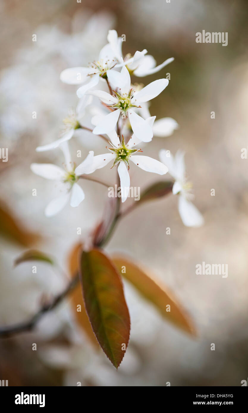 Snowy mespilus, Amelanchier lamarckii. A single flower cluster close  up with soft focus behind. Stock Photo