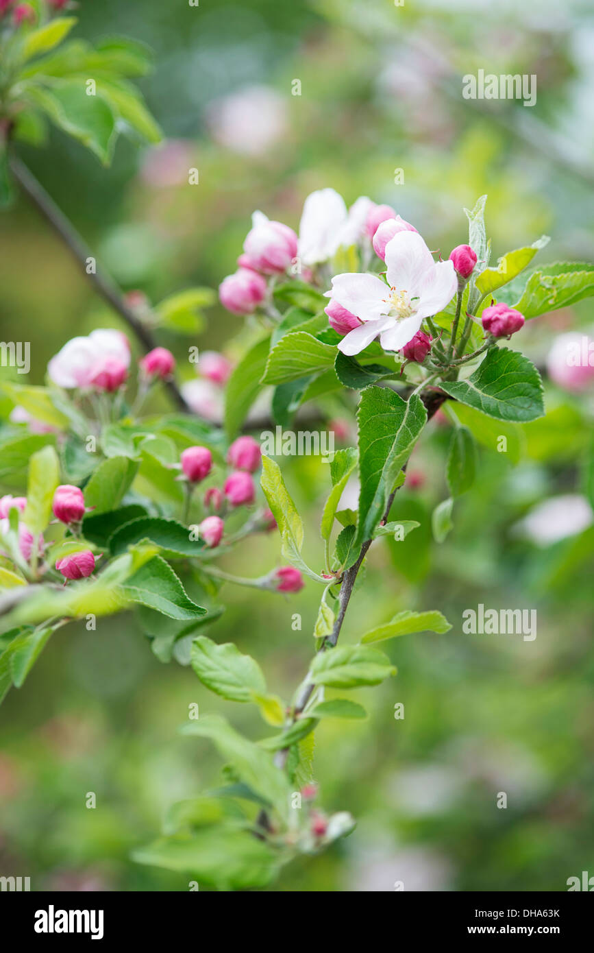 Apple, Malus domestica 'Fiesta' blossoms on twigs. Stock Photo