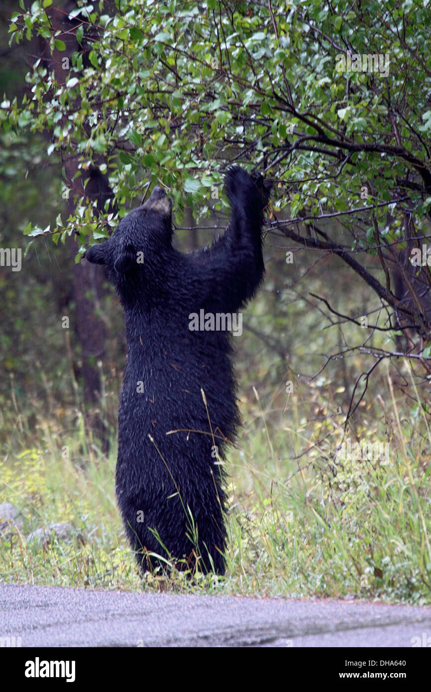 Black bear standing upright on hi-res stock photography and images - Alamy