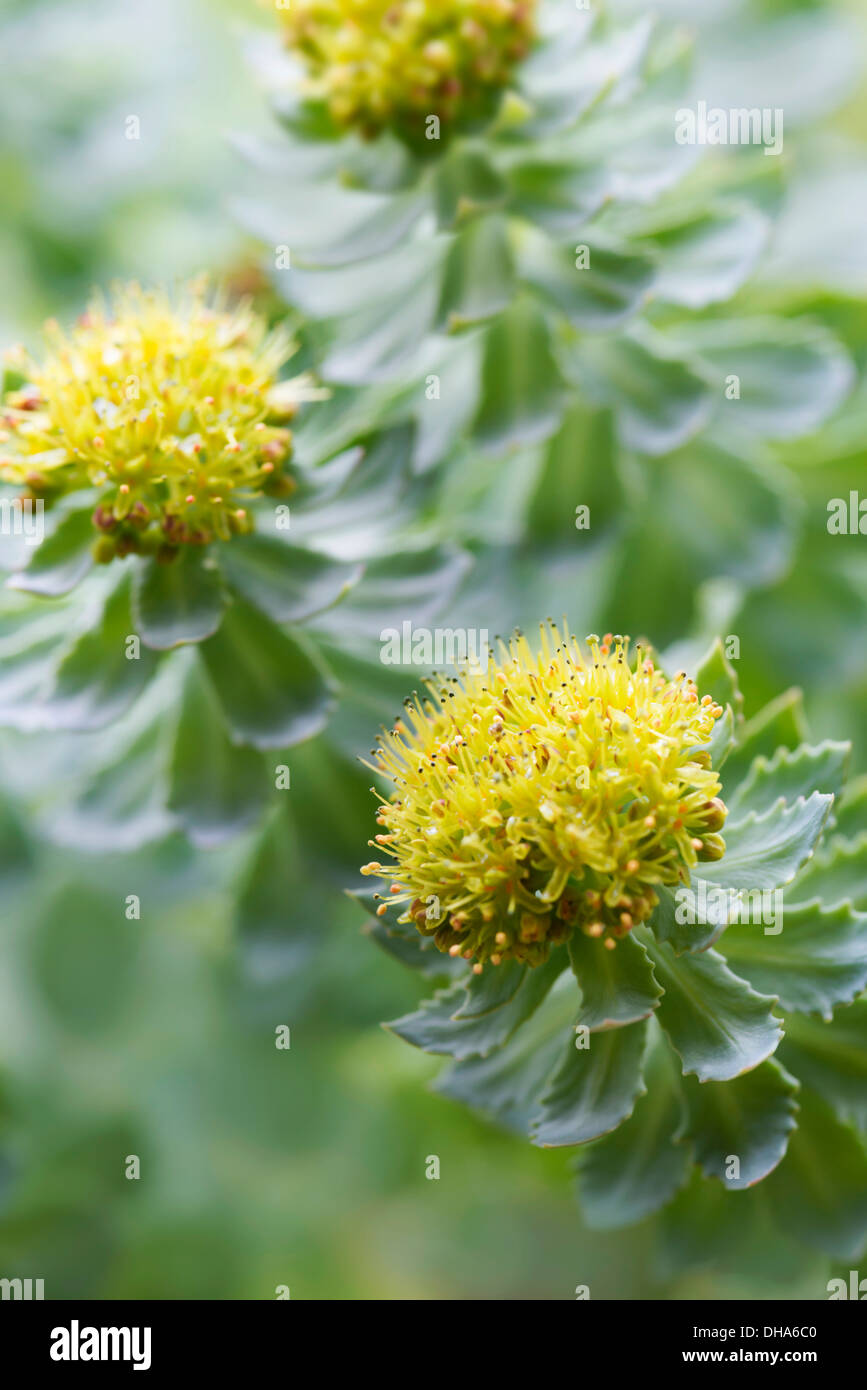 Rose root, Rhodiola rosea, used in herbal medicine. Close up of flower heads, selective focus. Stock Photo