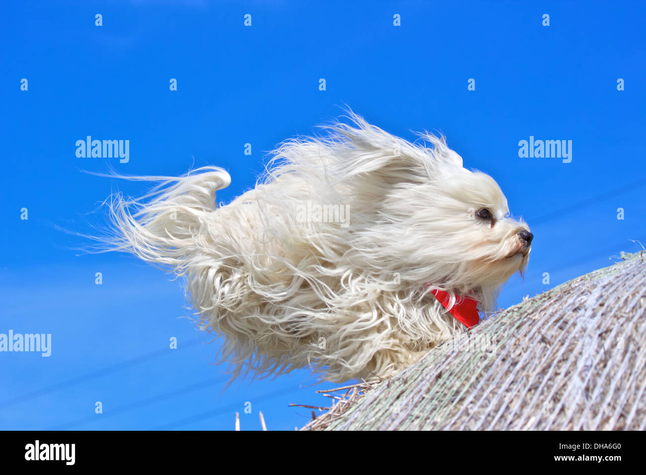 havanese dog long haired