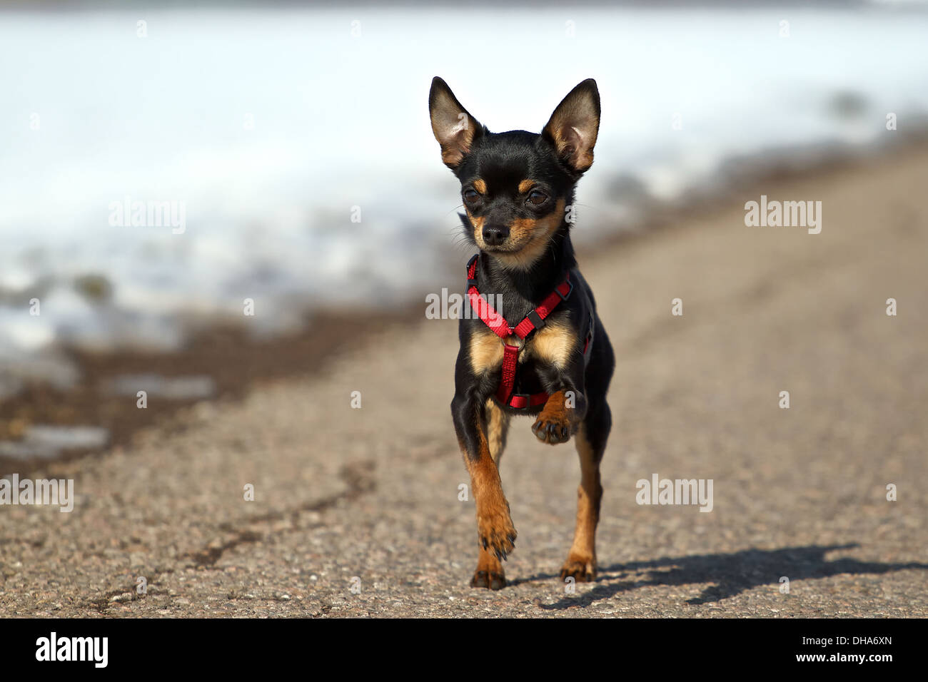 chihuahua pinscher