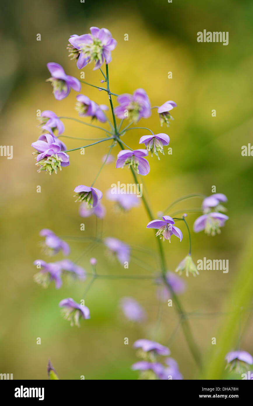 Chinese meadow rue, Thalictrum delavayi showing delicate flower panicles. Stock Photo