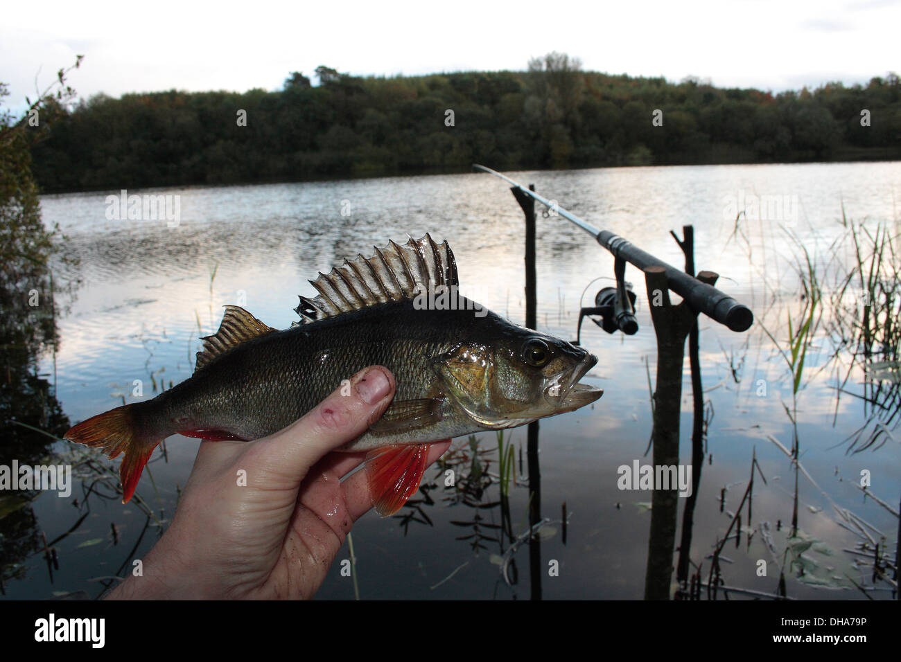 Coarse fishing for Perch Stock Photo Alamy