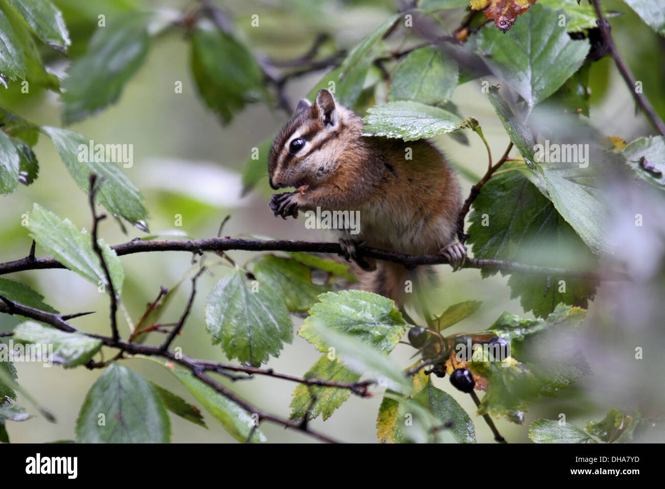 Least chipmunk feeding on berries in Wyoming Stock Photo