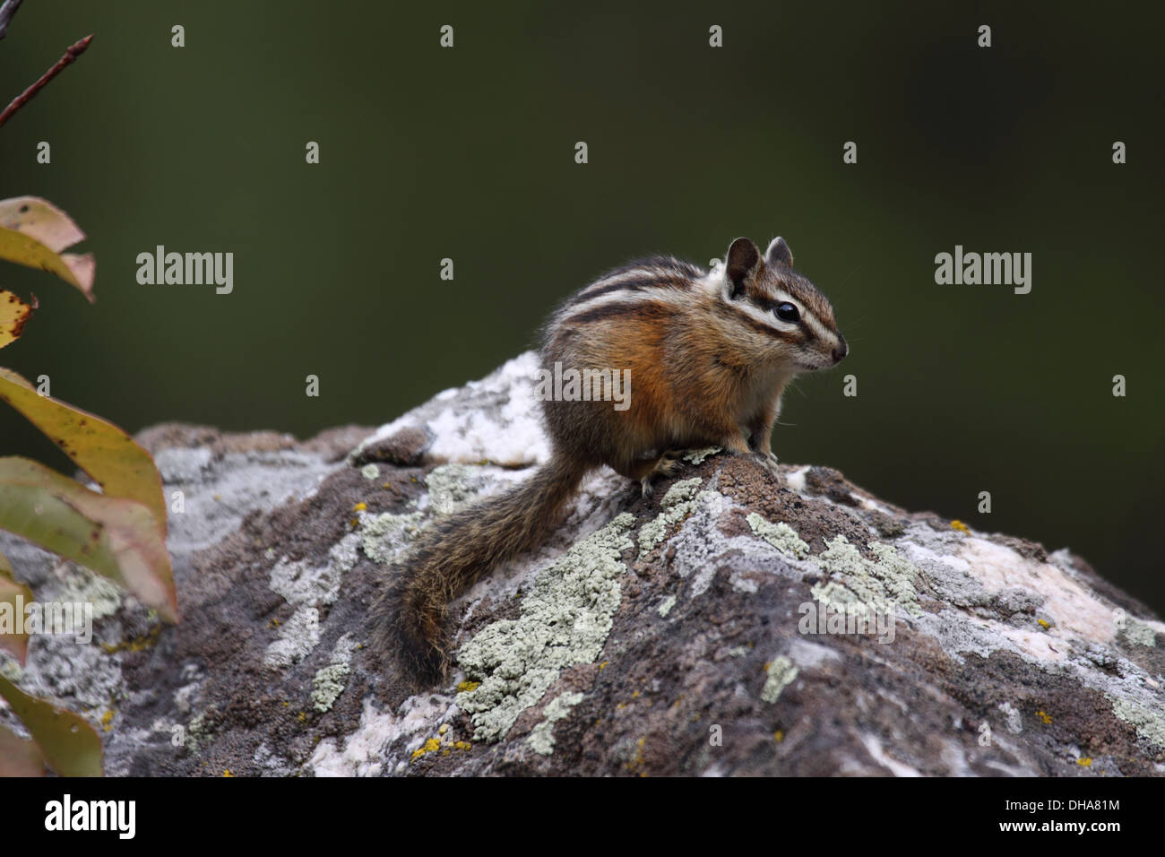 Least chipmunk sitting on boulder in Wyoming Stock Photo