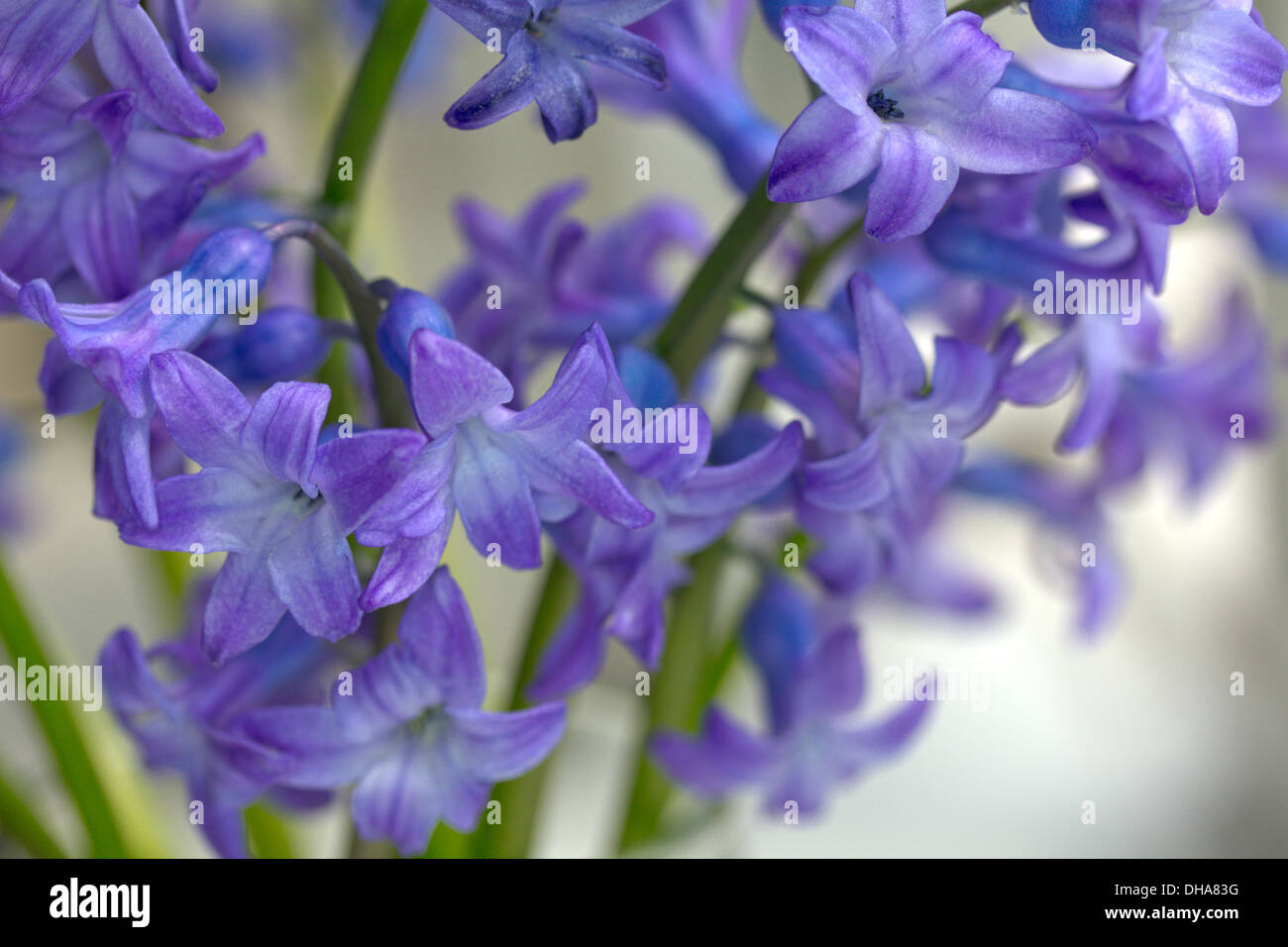 flower hyacinth macro closeup Stock Photo