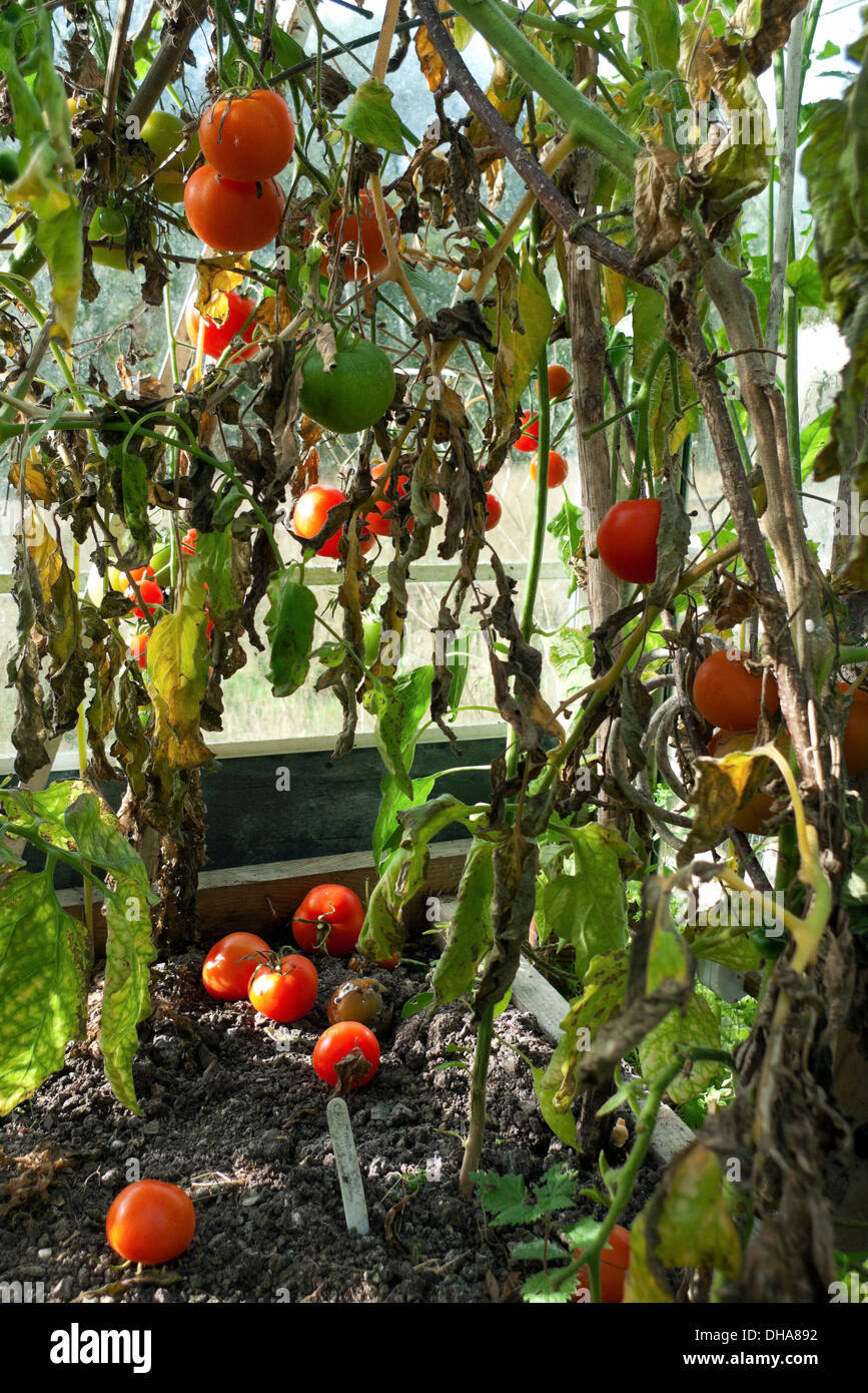 Tomatoes with blight on leaves wilting dying growing in a greenhouse at the end of the gardening season autumn Carmarthenshire Wales UK KATHY DEWITT Stock Photo